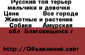 Русский той-терьер мальчики и девочки › Цена ­ 8 000 - Все города Животные и растения » Собаки   . Амурская обл.,Благовещенск г.